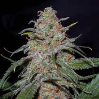25 Sleestack x Skunk #1 Regular Seeds.. "YES-25 LOOSE SEEDS"